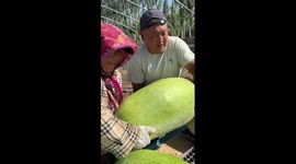 Harvesting giant watermelons in China's Inner Mongolia