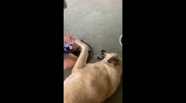 This is our kangal Salim with my sister Jenny grooming him. He absolutely LOVES to be groomed and shows his appreciation and pleasure by baring his fangs. If you stop, he will let you know with his paws.