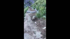 Marmot guided me to a waterfall when crying on trail. This particular day was harder than other trails due to this hike being in memory and honor of my mom on the 2nd anniversary of her death. I was ready to head back to trailhead when this marmot kept me