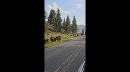 Hundreds of bison 'caused ground to shake' as they stampeded metres from family's car