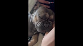 Dog's loud snoring sounds like he's in an intense confrontation with aliens