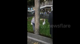 China: Man catches cat to get it back to the pet hospital