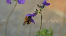 Common Carder Bumblebee on Salvia