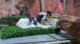 Calling new generation to sustain Myanmar's rare taxidermy craft