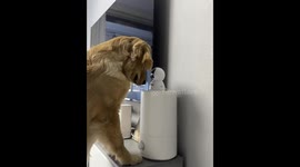 Chinese golden retriever curiously interacts with camera in living room