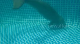 Locals rescue injured baby dugong from beach in Thailand