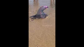 Portuguese man o' war found on Playa La Franca Beach, Spain