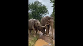 A little elephant playing with the mud on the heavy rains
