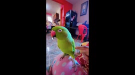 Green Parrot reacts  with hysteria as owner touches claws