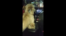 Our doggy sits infront in between the car's front seat on the way going home.