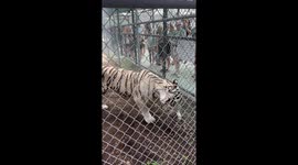 Terrifying clip shows fierce white tiger pounce at unsuspecting visitors at sanctuary in Florida