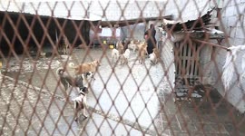 Yemeni woman's shelter for stray animals offers compassion amid conflict