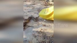China: Giant Python Protects Eggs in Fujian Farmhouse: Rescue Operation Ensues