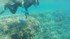 USA: Cone Snail Toxin Offers Hope for Diabetes and Hormone Disorder Treatments