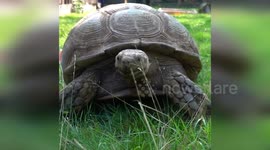 USA: Milwaukee County Zoo Delights with Tortoise 