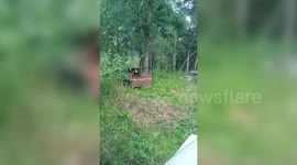 Leopard released safely into forest after rescue in Southern India