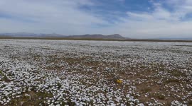 Chile: This Chilean desert is the driest on the planet, but it's covered in flowers