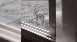 Israeli Forces Alleged To Shoot Horse In Gaza