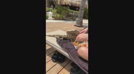 My husband and I were on our honeymoon when an Iguana jumped up and stole our pizza! Iguanas have to eat to I suppose!