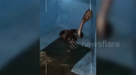 India: Cobra bite claims life of snake rescuer in western India