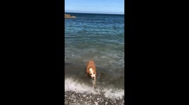Beach loving bull terrier dives for stones on Lee beach in North Devon.
