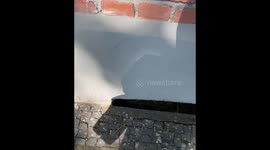 Rat jumps at filmer in Bottrop, Germany