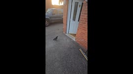 Crow targets person in Derbyshire, UK