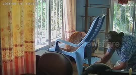 Cheeky pet cat pushes chair onto owner's head