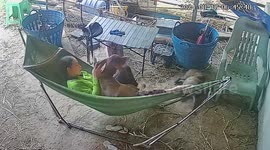 Cow breaks hammock when it tries to dismount