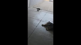 Skateboarding Kitten Stunts on the Dogs