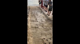 Baby Turtles Make Their Way to the Water