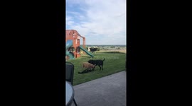 Calf Thinks He's a Dog