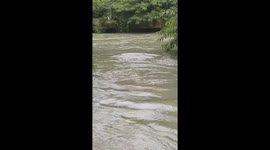 Mystery river creature turns out to be playful Labrador Retriever