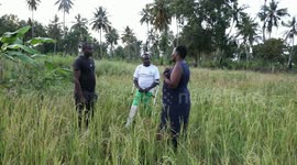 China's new hybrid rice variety helps boost African food supply