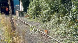 Train station cat becomes unlikely celeb attracting visitors from across the globe