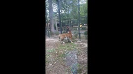 Woman Jumps Barricade to Pet Tiger at New Jersey Zoo