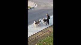 Dogs howl in unison on Odesa Street