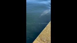 Dolphin tries to play with dog in Galicia, Spain