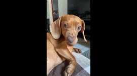 Bad-tempered Dachshund Turns Up Her Nose