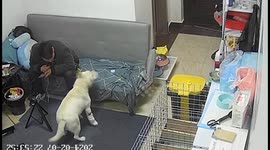 Chinese dog alerts owner to water leak