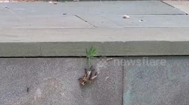 Determined ants carry away cricket for their lunch