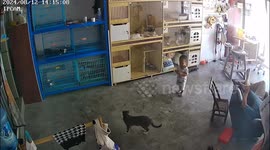 Child cries after failing to lift a cat in a Chinese pet shop