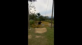 Man's attempt to swing without hands results in a tumble at the farm