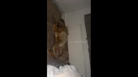 Dog dreams of Fighting big dogs while peacefully sleeping in mom's room