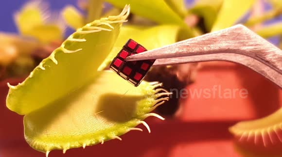 Venus Flytrap vs World's smallest Rubik's Cube
