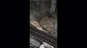 temp