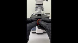 Here’s what the hottest chilli in the world looks like (carolina reaper)