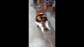 Chunky tri-colored cat amuses passerby in China