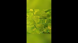 Golden hue spreads across vast rice fields in Yunnan, China