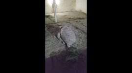 A video captures two turtoile make love with full sound effect